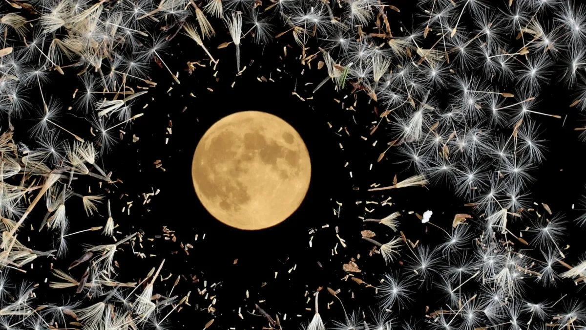 Lisa O'Neill, Junior Brother in Dublin