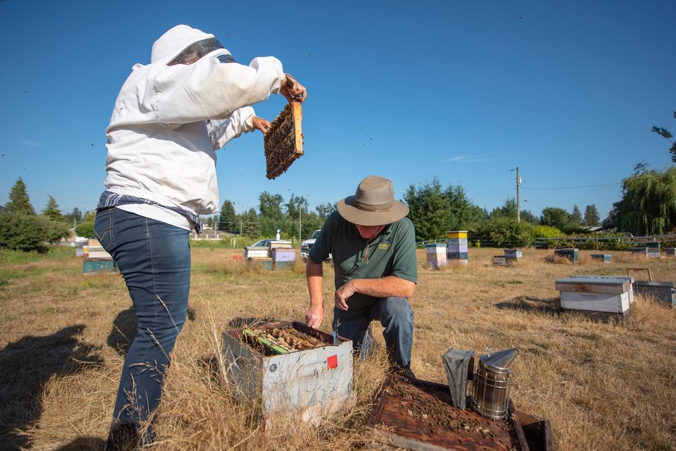 Fall Hive Management Workshop at Campbell's Gold Honey Farm & Meadery ...
