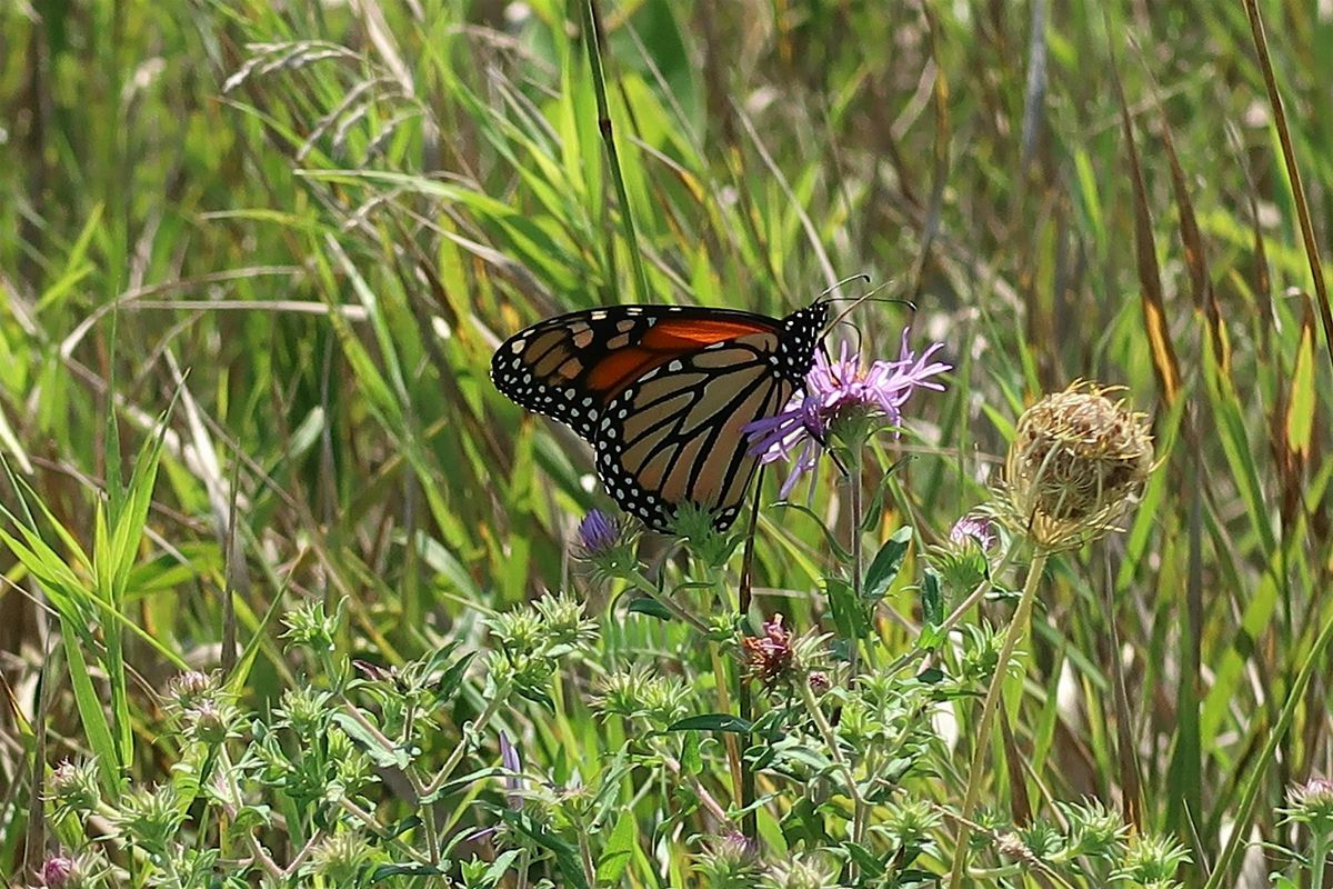 Free Native Seed Giveaway (Kanata)