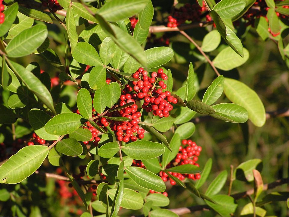 Invasive Plants - FL Master Naturalist Program at City of Clearwater ...