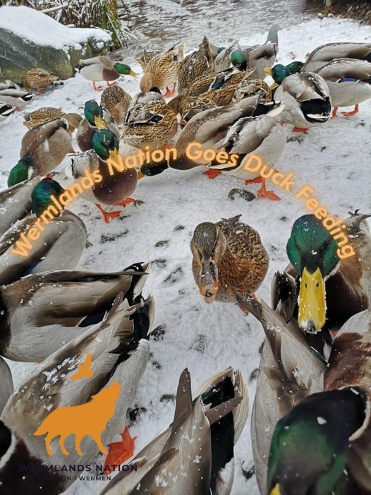 Curated visual reference: Gallery Detail: Wermlands Nation Goes Duck Feeding At Stadsparken Lund On 9Th