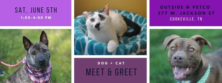 AARF Dog Adoptions OUTSIDE at Petco