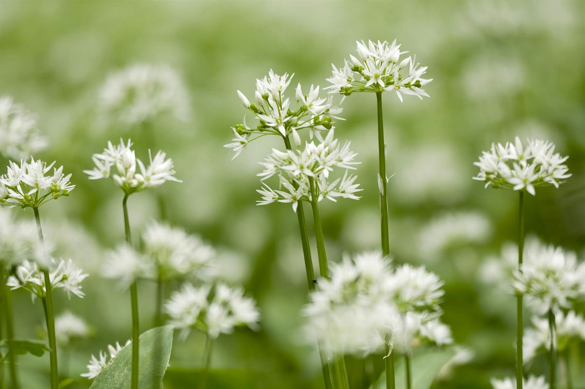 Urban Nature Club at Woodberry Wetlands: Spring Plants