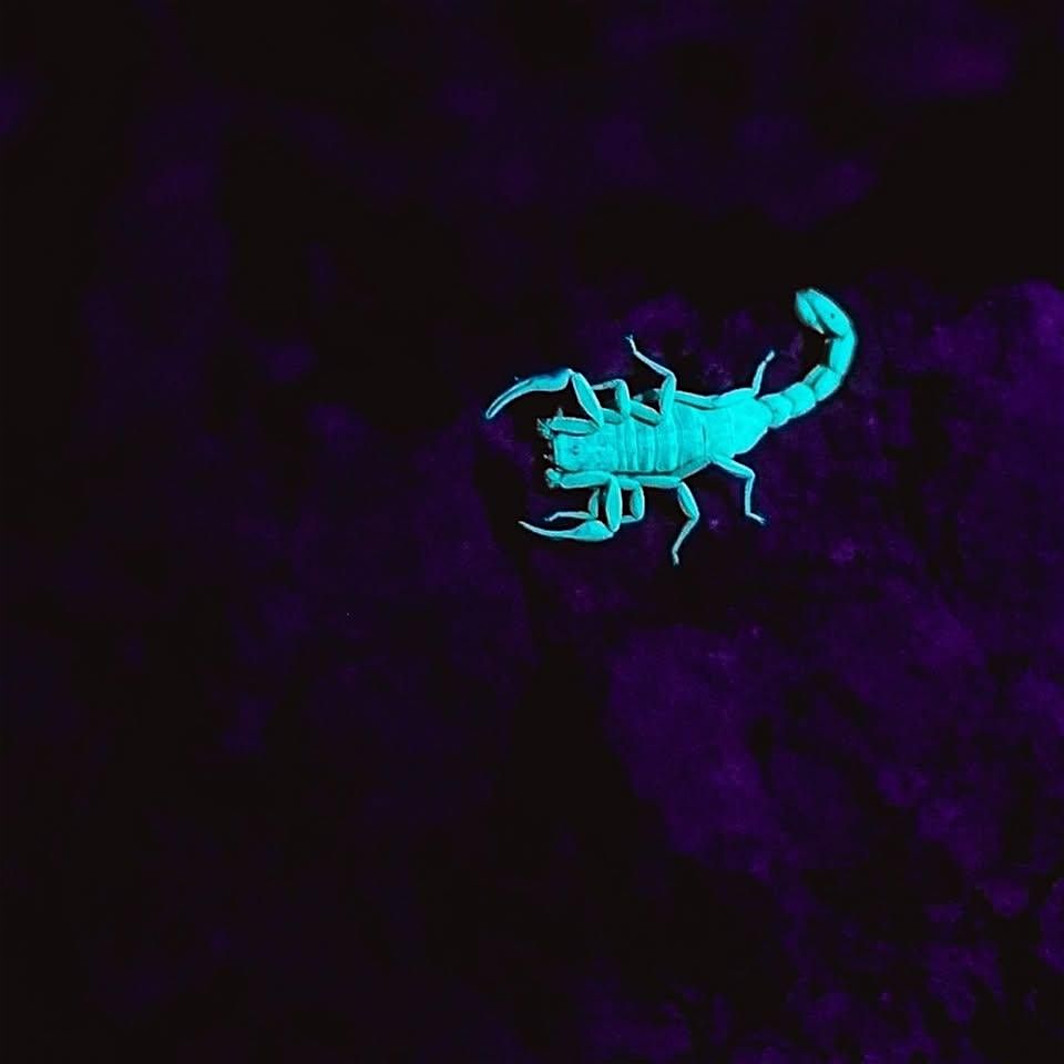 Night Crawlers