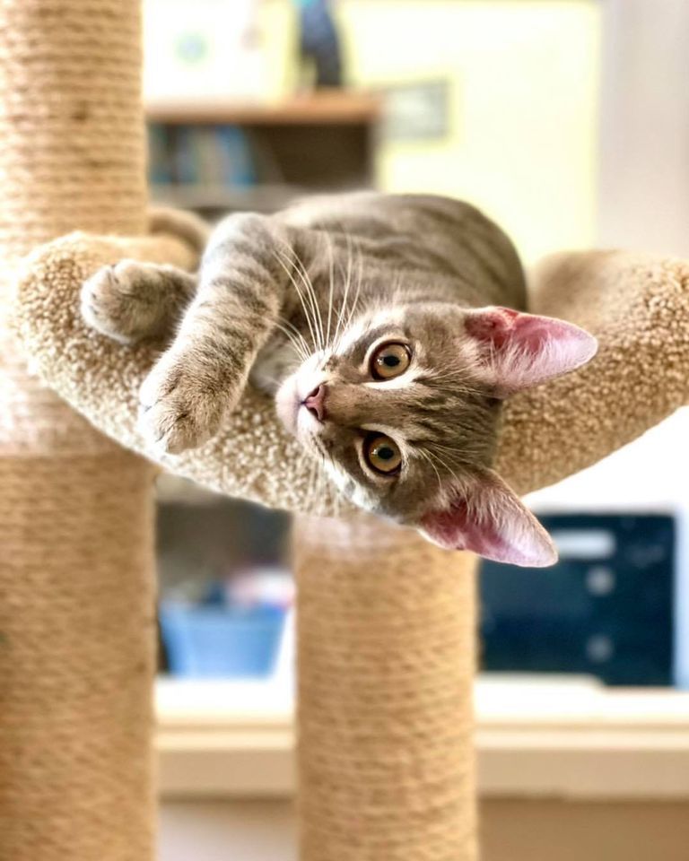 Adoption Event 1305 Meredith Center Rd, Laconia, NH 032461408