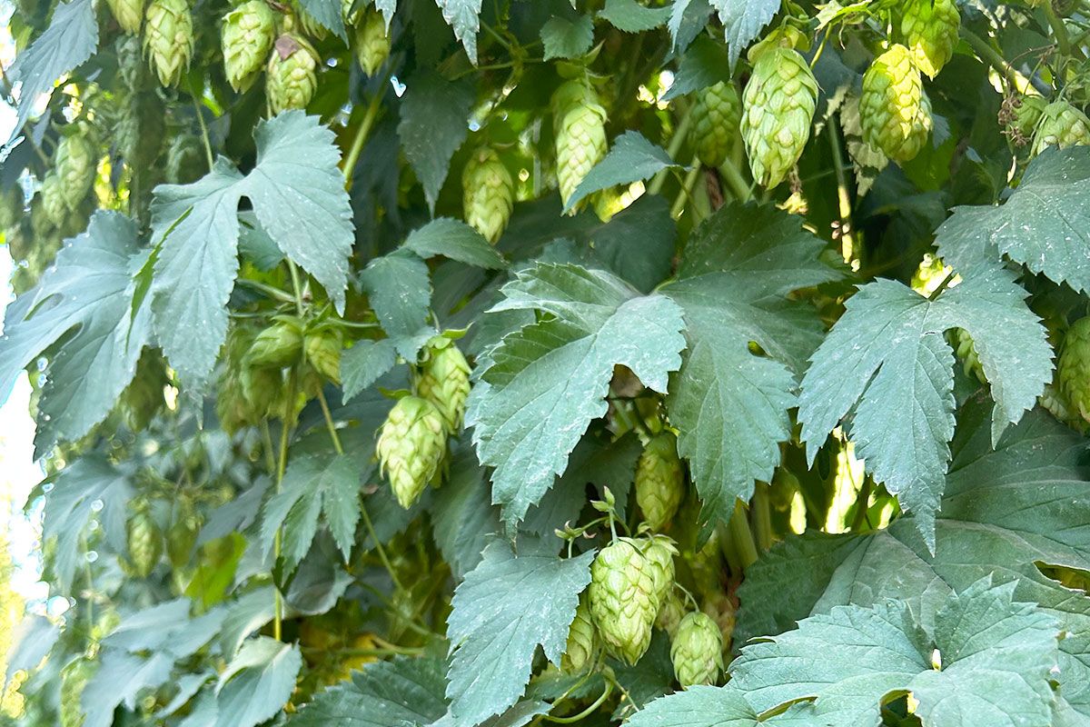 Hops & Crops Brew Festival