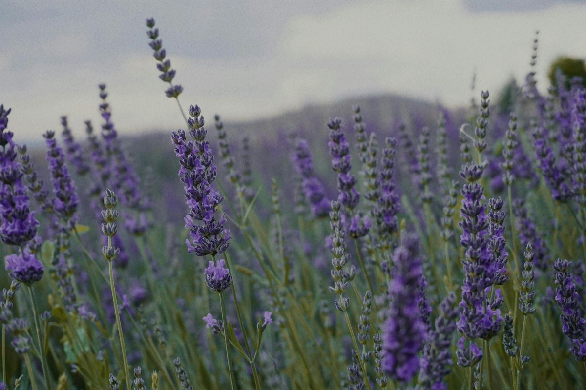 Family Event: Lavender Bags with Clare