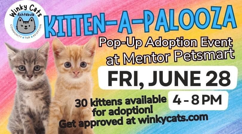 Pop Up Kitten Adoption Event June 28, 2024 