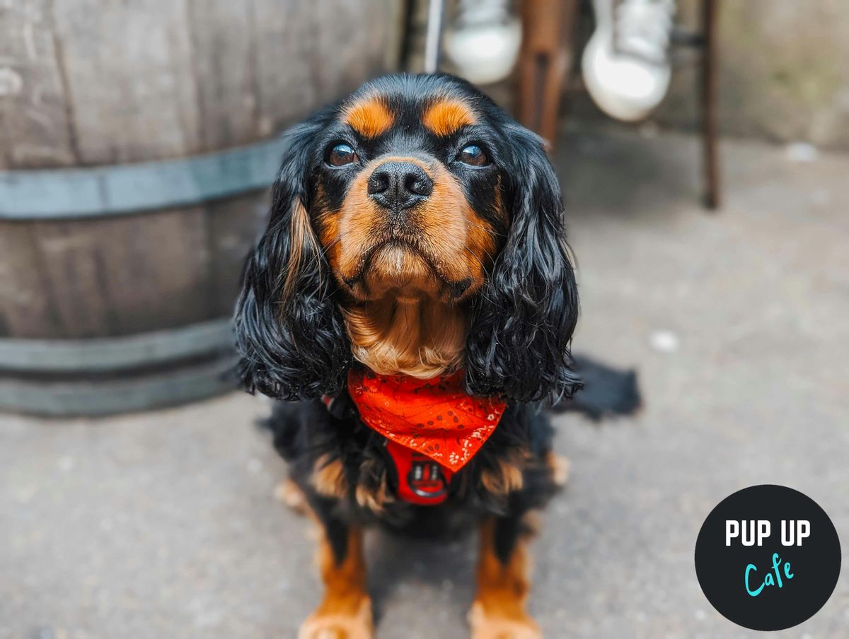 Preston - Jingle Paws Christmas Tour \ud83c\udf84