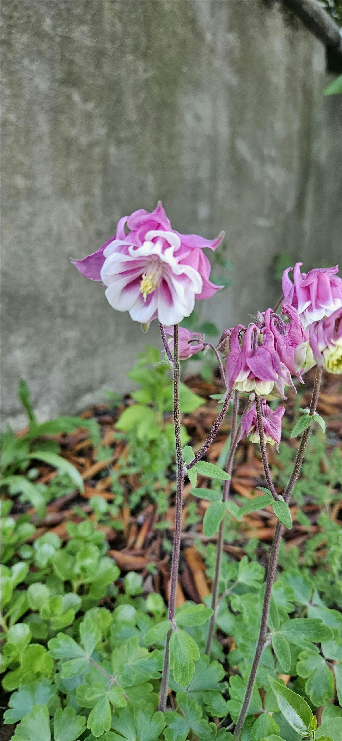 Garden Open Hours July