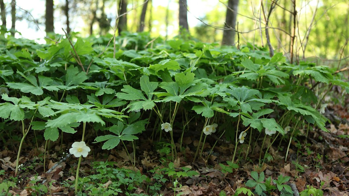 Wildwoods Walk with a Botanist