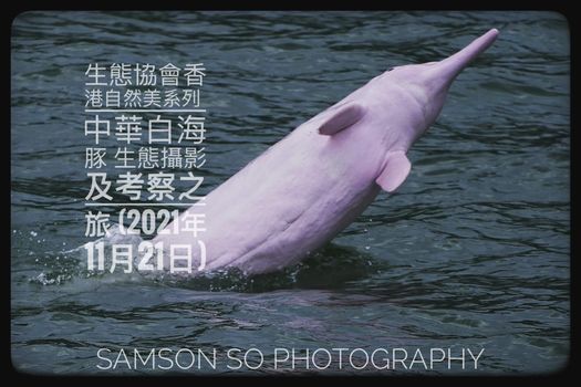 生態協會香港自然美系列中華白海豚生態攝影及考察之旅 出發日期 21年11月21日 Full 滿額 Tung Chung Development Pier 東涌發展碼頭 Hong Kong Hk November 21 21