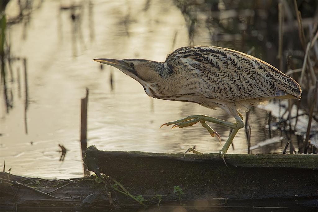 Guided Birdwatching Walk: WWT London Wetland Centre
