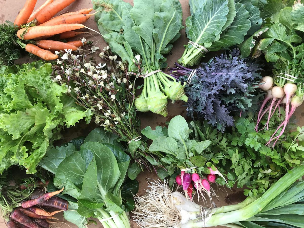 Volunteer at the Refugee Collective Farm