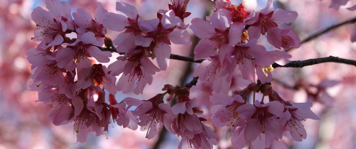 Spring Awakening - Asheville