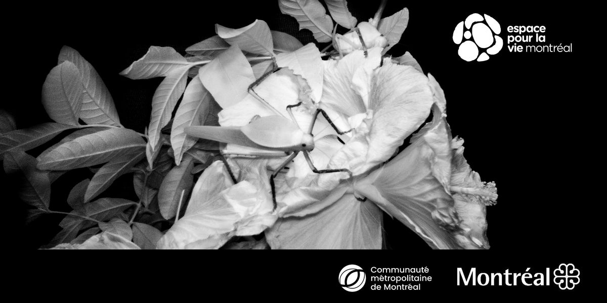 Petit trait\u00e9 d\u2019entomologie noctivague