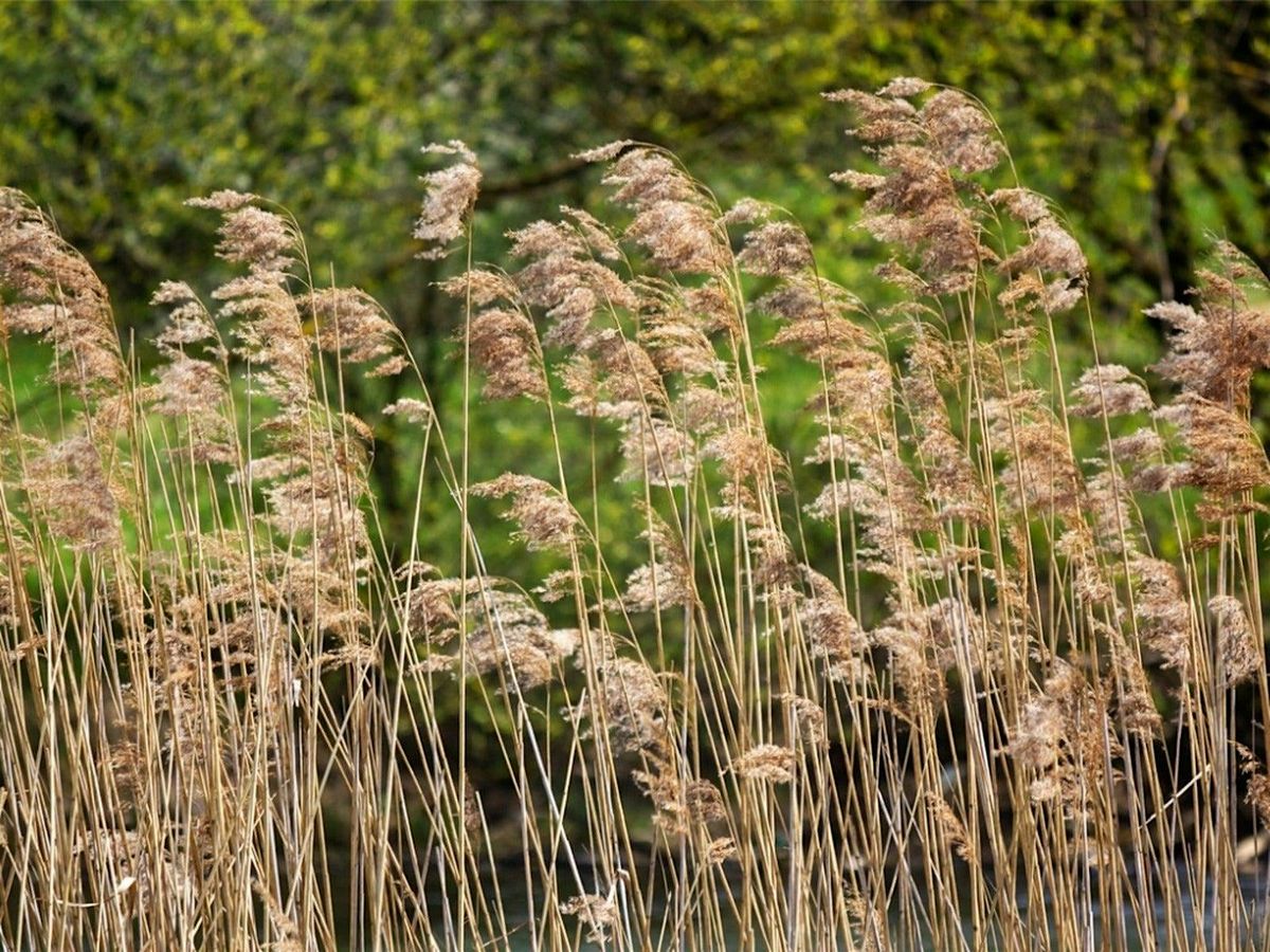 Invasive Species Talk