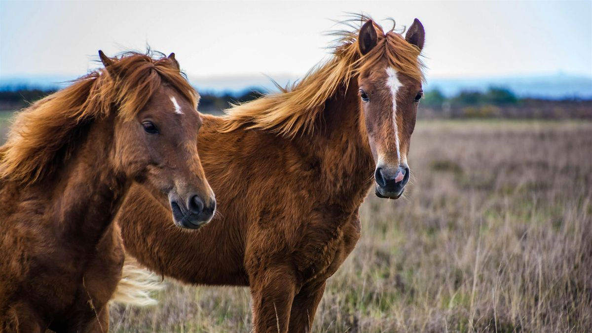 Ponies of the New Forest National Park Day Hike