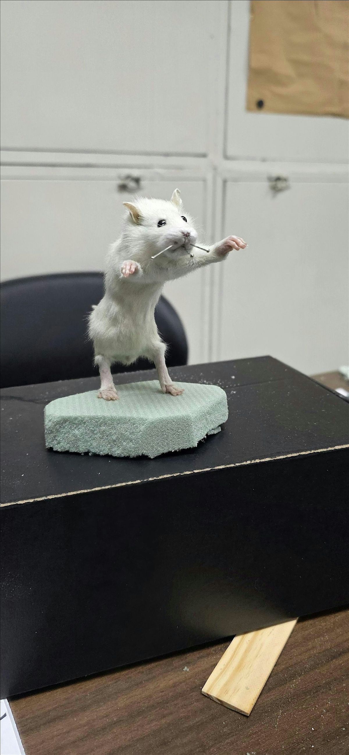Rat Taxidermy Class