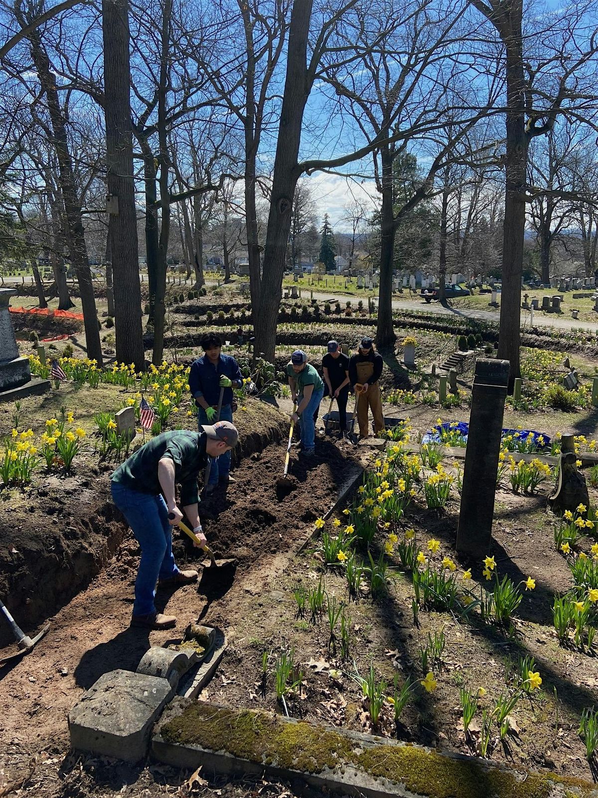 Planting and restoration at the Daffodil Project