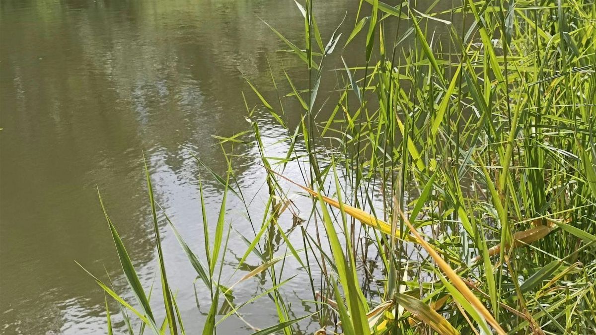 Pond dipping and Sweep Netting - Bourne Valley Nature Reserve