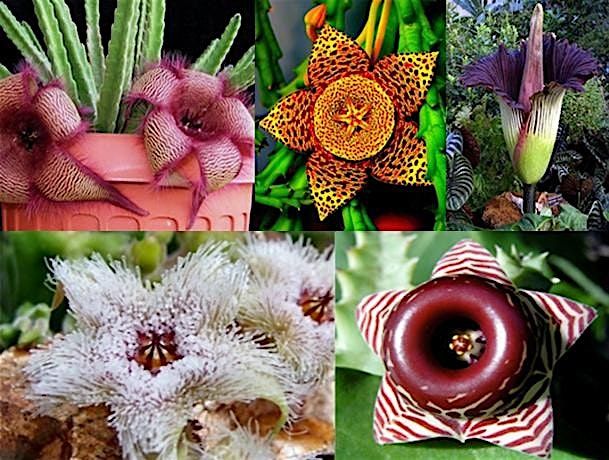 Playing Dead! How Carrion Flower Tomfoolery Gets Them Pollinated