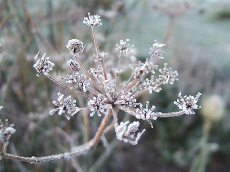 Dementia Friendly Garden Social - December (morning session)