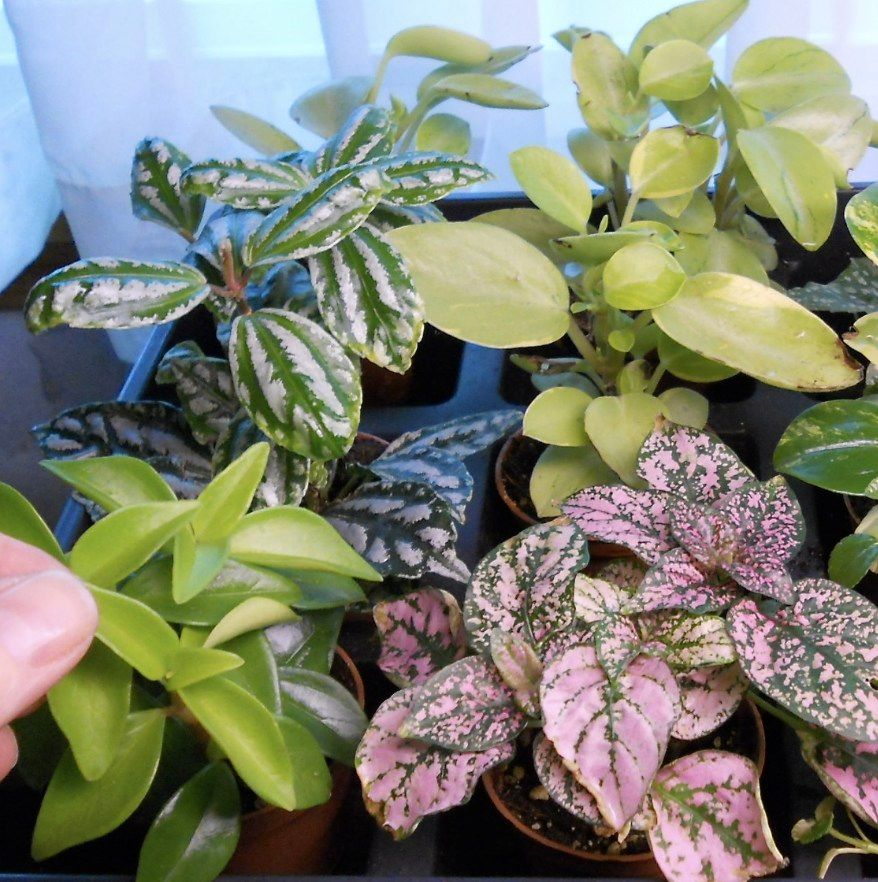 Spring Mini Plant Botanical Design: Mini Outdoor Plants at Lauritzen Gardens, Omaha on ...