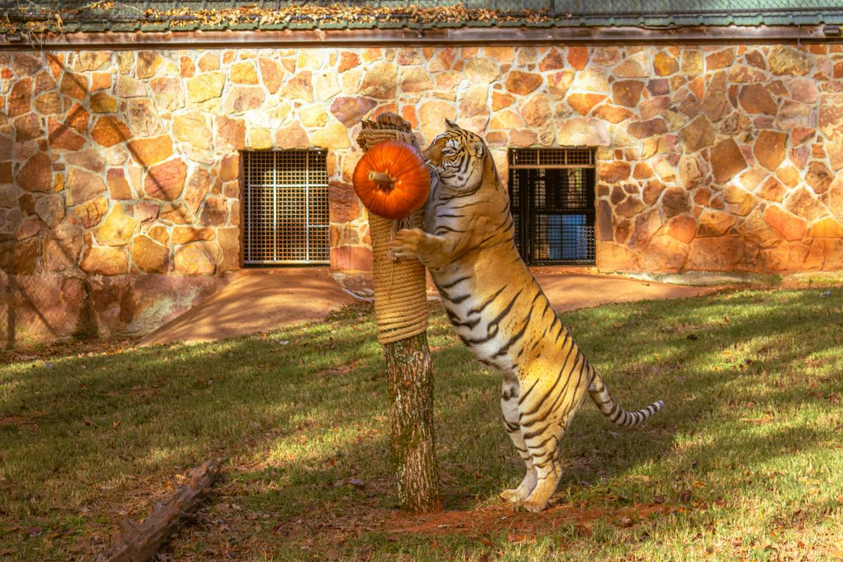 Prowl-O-Ween 2026