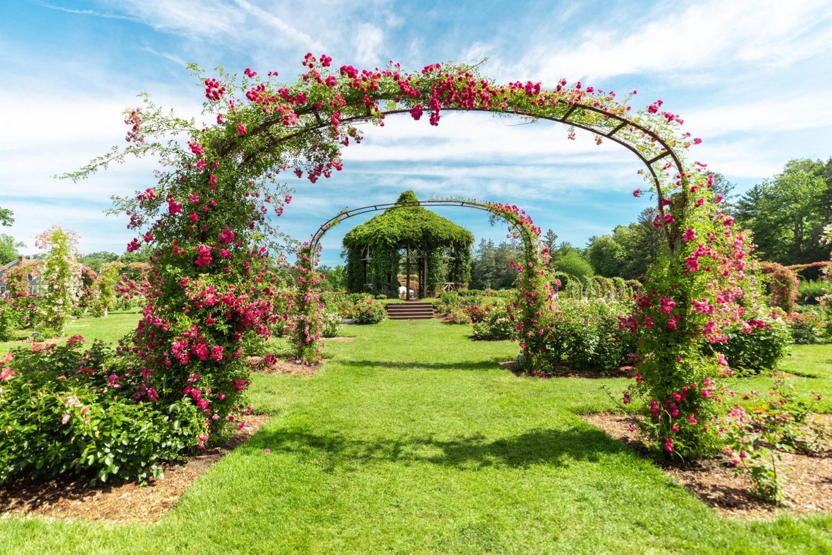 Parking Annie - Woodstock