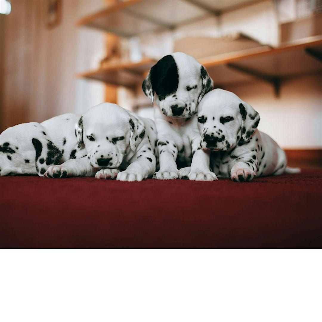 Puppy Yoga by Yoga Kawa Mississauga Dalmatian Puppies