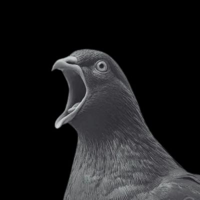Screaming Pigeons