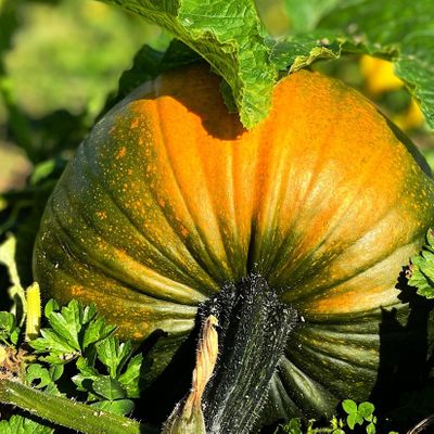 Killarney Pumpkin Farm