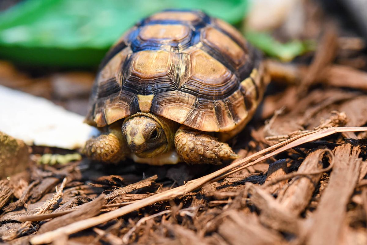 Tortoise