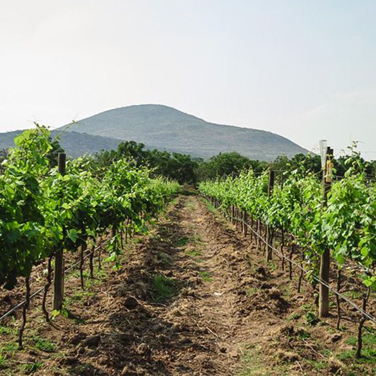 Visita a bodegas con cata y tour por Bernal