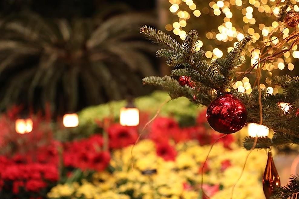 Holiday Plant Trivia and Cheer