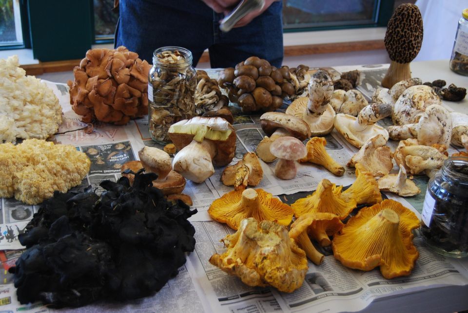 Introduction to Hunting Wild Edible Mushrooms Class Yakima Area Arboretum October 19, 2022