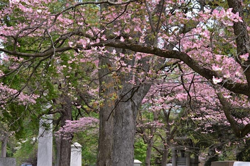 Spring Tree and Tombstone Tour
