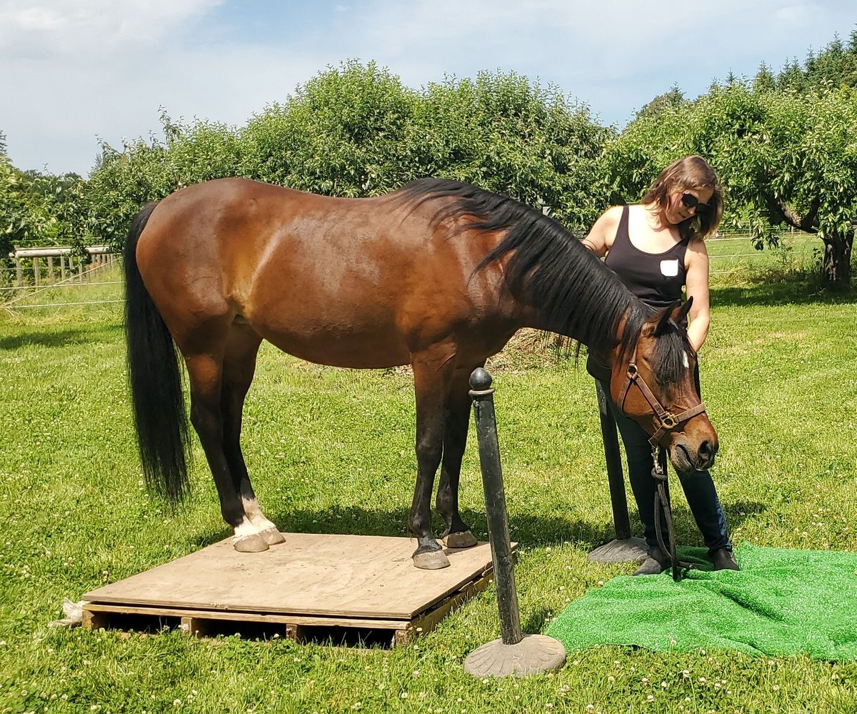 Relaxed and Patient Horse Clinic | Corvallis Oregan | August 10, 2024