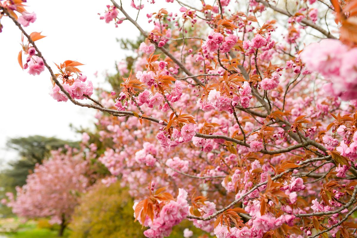 Spring Garden Tour with Horticulture Director Andi Pettis
