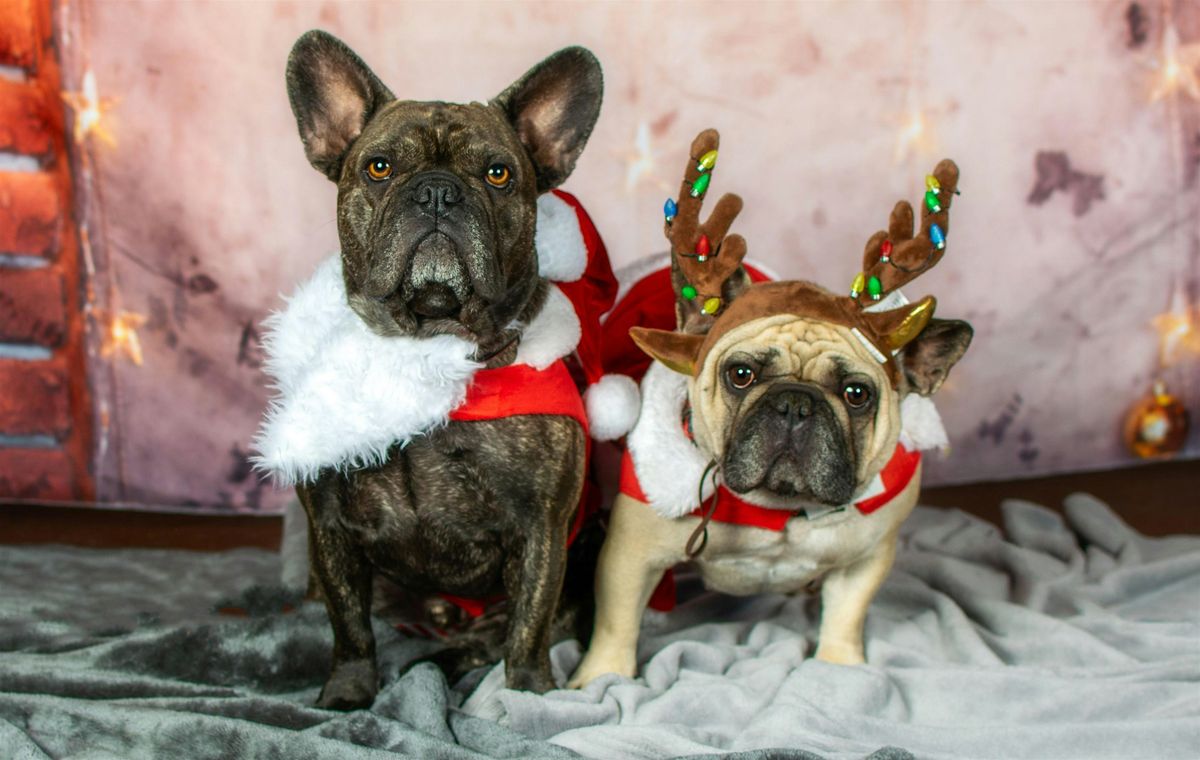 Holiday Pet Portrait Day