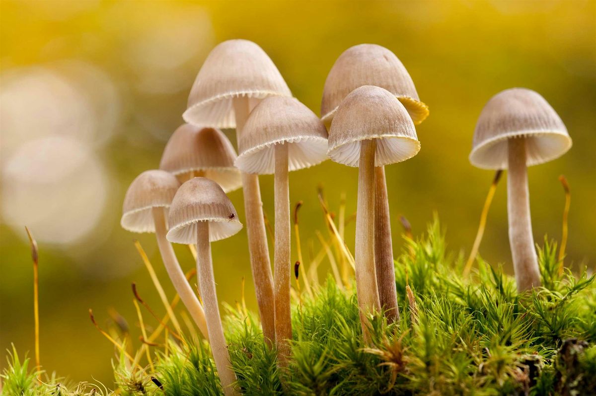Fungi Identification