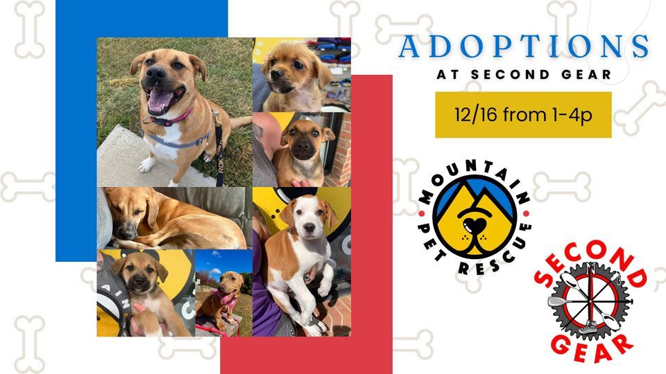 Second Chance Adoptions at Second Gear, Asheville on 16th December, 2023