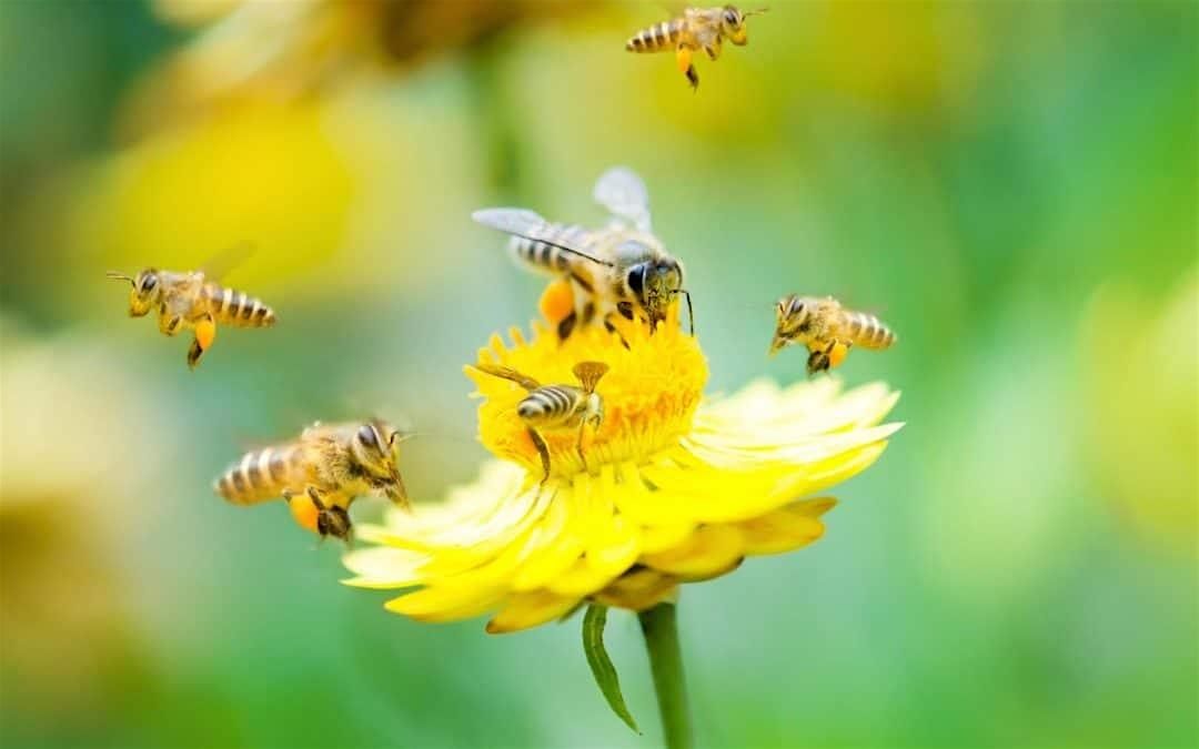 Gardening for Native Pollinators and Honey Bee Colonies