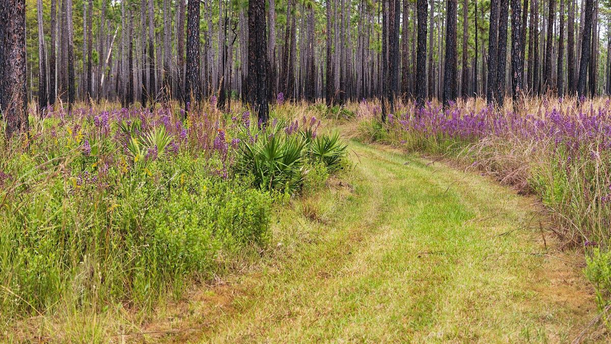 Turkey Trek: 4 mile guided hike