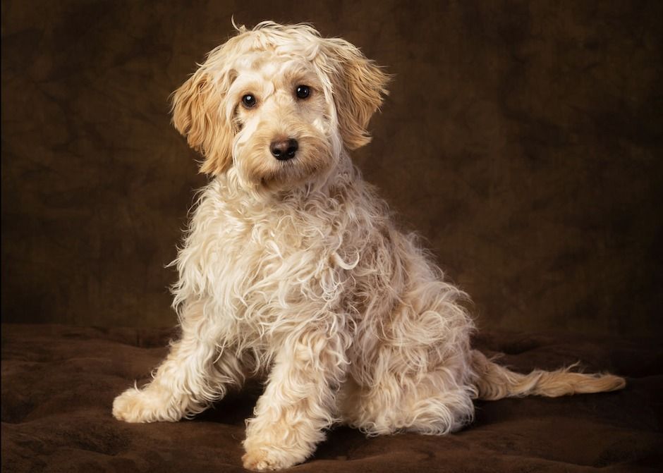 Baxters Dog Cafe - Coventry - Cockapoos at Esquires Coffee Coventry ...