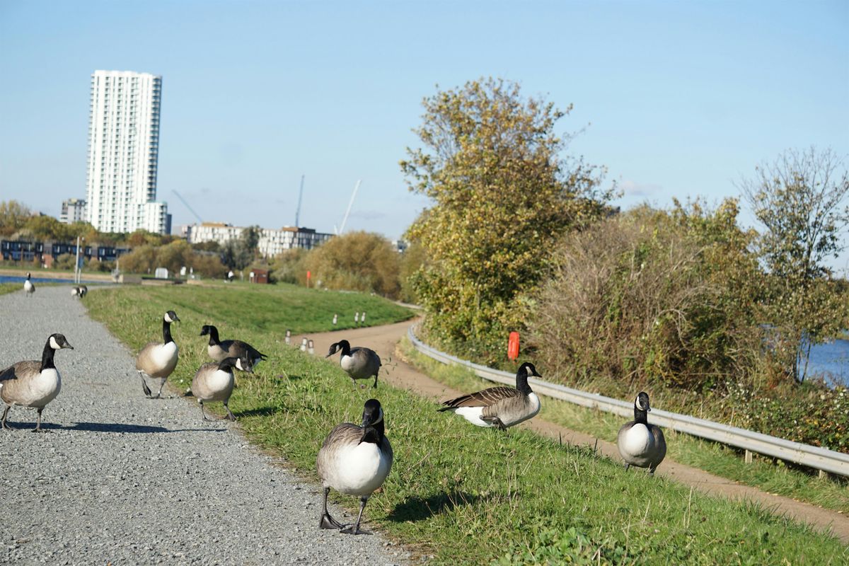 Guided Bird Walk