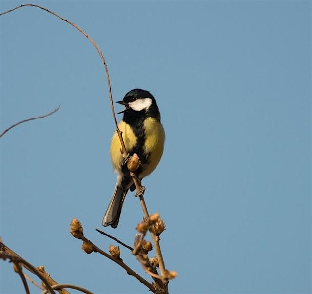 Dawn Chorus Bird Walk