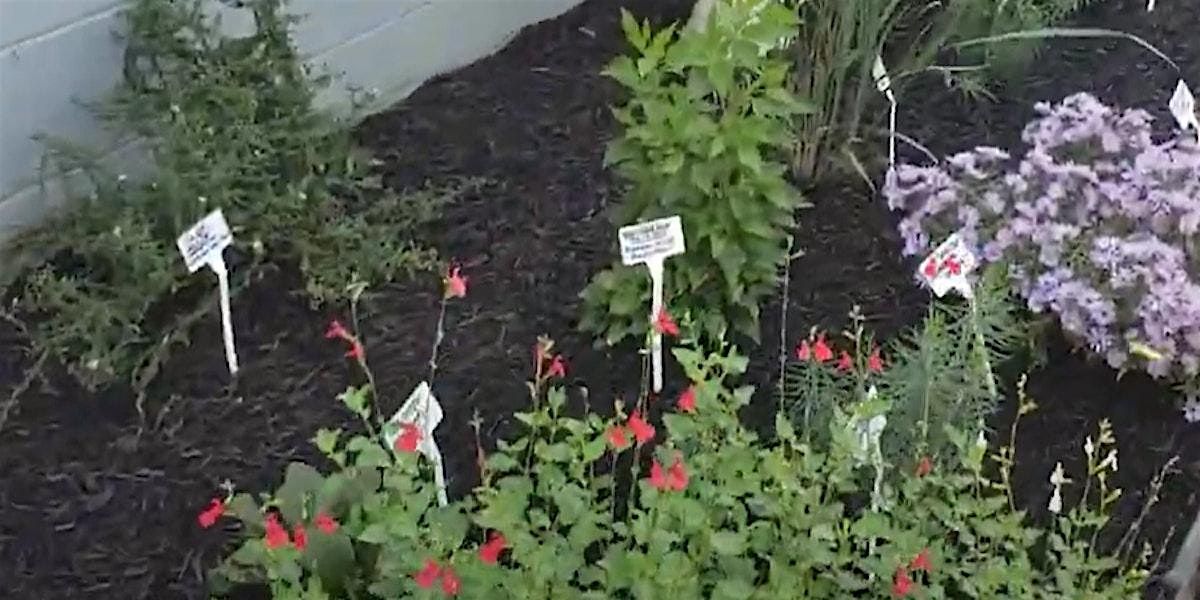 Frederick County Master Gardeners: What's the Fuss About Native Plants?