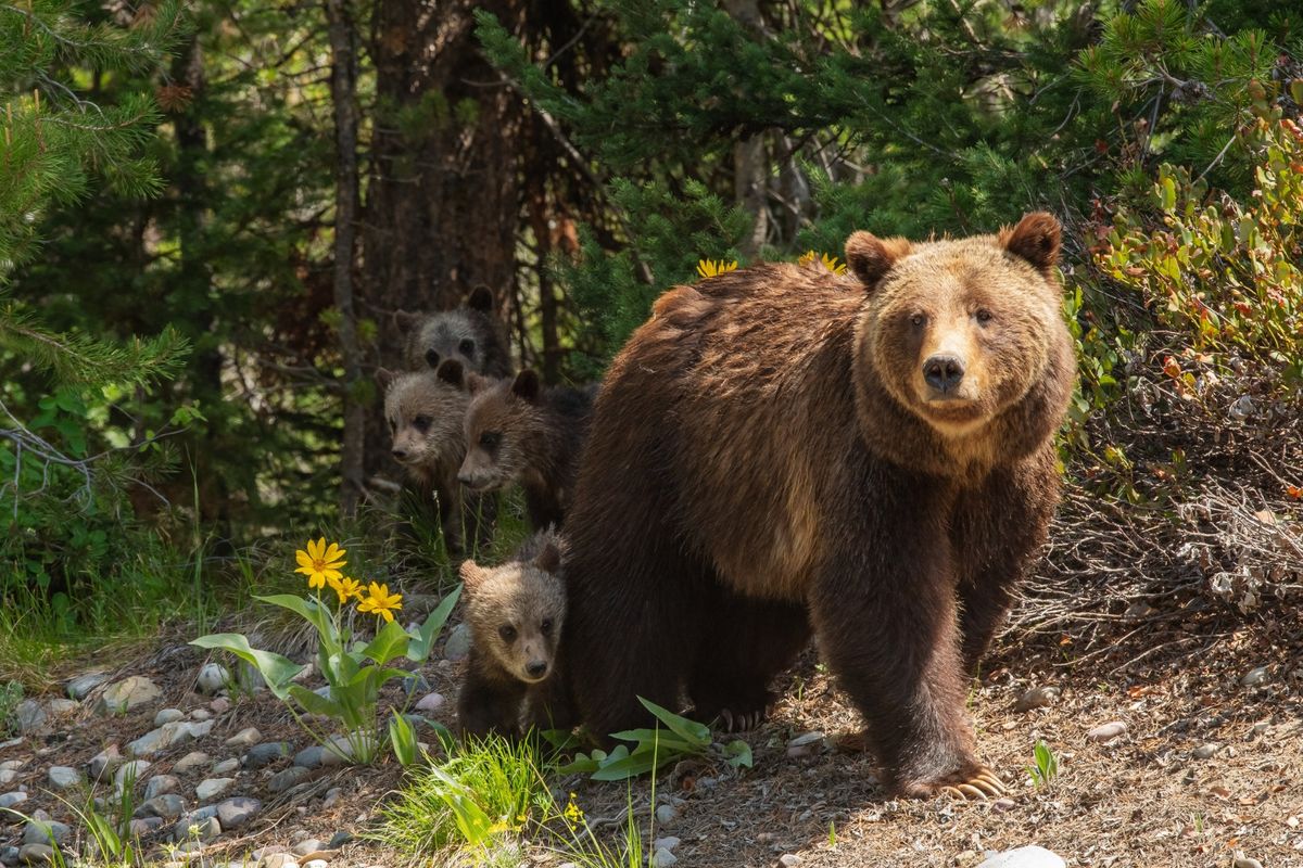 Parking Grizzly Bear
